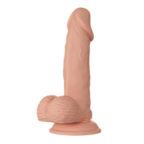 BAILE-Beautiful Zebulon 7.6"""" BAILE-Beautiful Zebulon 7.6""""