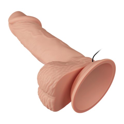 BAILE-Beautiful Zebulon Vibration 7.6"""" BAILE-Beautiful Zebulon Vibration 7.6""""